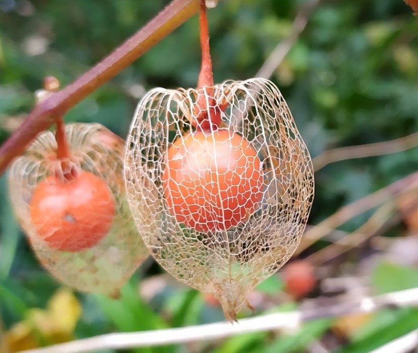 Chinese Lantern Seeds, Japanese-Lantern Seeds (Physalis alkekengi) - Perennial Herb - 100+ Seeds