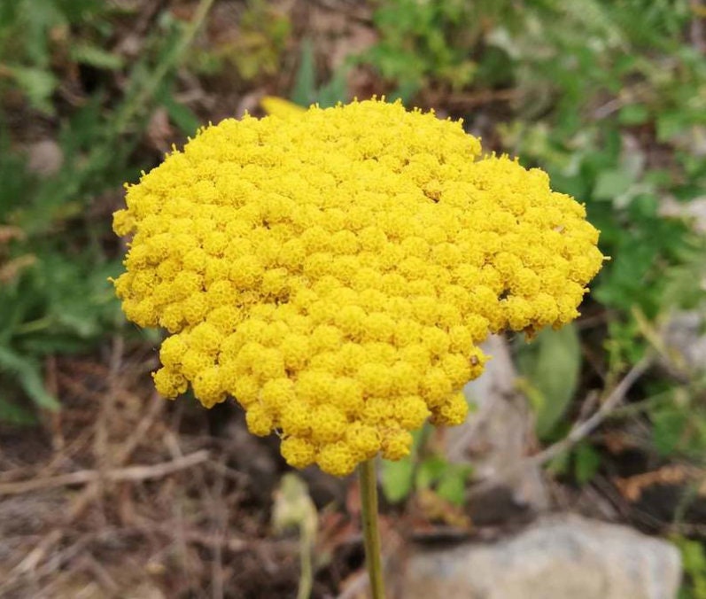 Yellow Yarrow Seeds, Fernleaf Yarrow Seeds (Achillea filipendulina) - Perennial Flower - 1000+ Seeds
