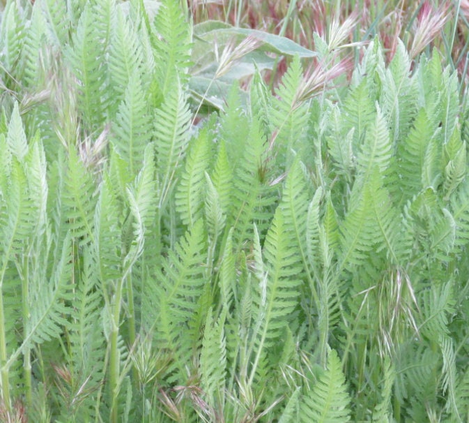 Yellow Yarrow Seeds, Fernleaf Yarrow Seeds (Achillea filipendulina) - Perennial Flower - 1000+ Seeds