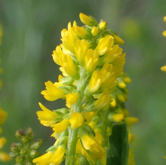 Semillas de trébol amarillo dulce, meliloto amarillo (Melilotus officinalis) - Flor bienal - Más de 500 semillas