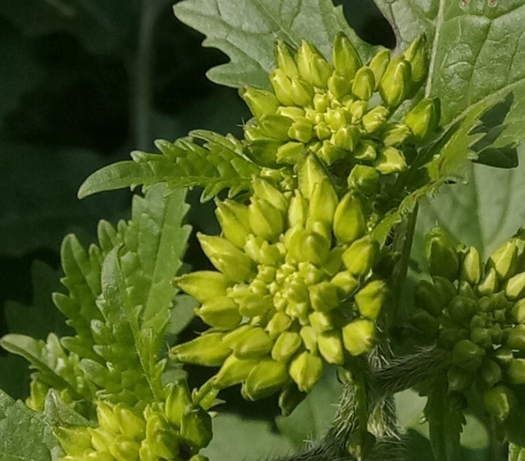 White Mustard Seeds (Sinapis alba) - Annual - 250+ Seeds