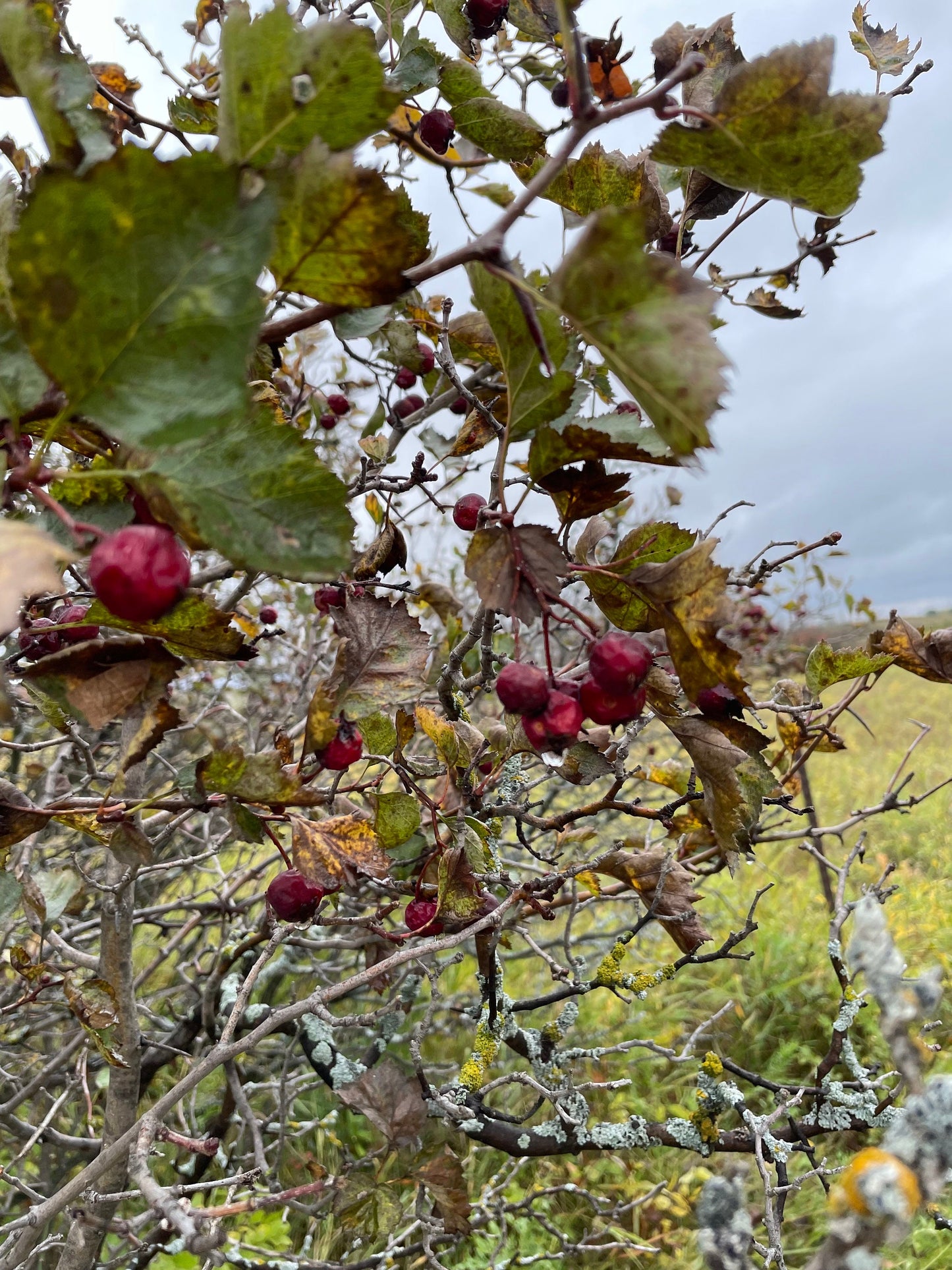 Hawthorn (Crataegus sp.) - Native Fruit Tree - 30+ Seeds