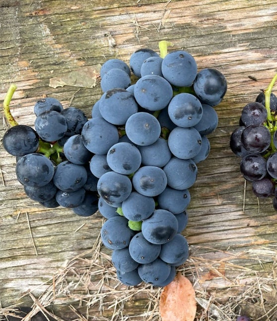 Valiant Grape Seeds (Vitis riparia x Fredonia) - Cold Hardy Table Grape - Zone 3 - 30+ Seeds