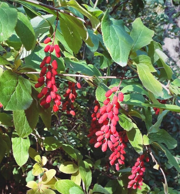 Barberry Seeds (Berberis vulgaris) - Perennial - Zone 3 - 20+ Seeds