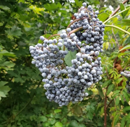 Graines de sureau bleu (Sambucus Caerulea) - Zone de rusticité 5 (-29 °C / -20 °F) - 100+ graines