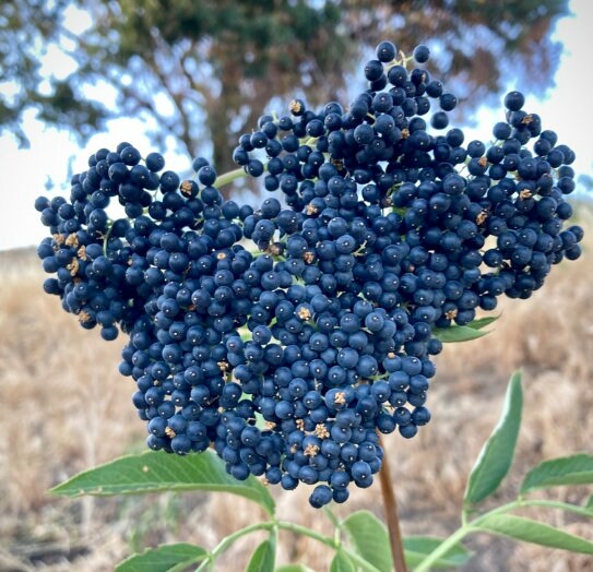 Graines de sureau bleu (Sambucus Caerulea) - Zone de rusticité 5 (-29 °C / -20 °F) - 100+ graines