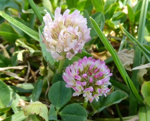 Trèfle rouge (Trifolium pratense) - Couvre-sol vivace - 1000+ graines