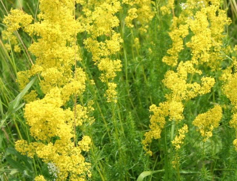 Yellow Bedstraw Seeds (Galium verum) - Perennial Wildflower - 500+ seeds