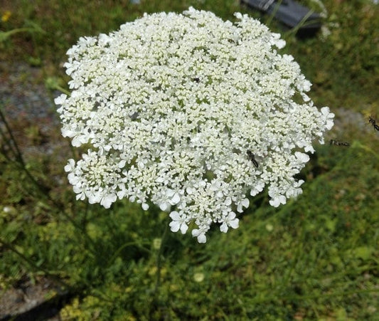 Graines de dentelle de la reine Anne, graines de carottes sauvages – (Daucus carota) – Biennale – 200+ graines