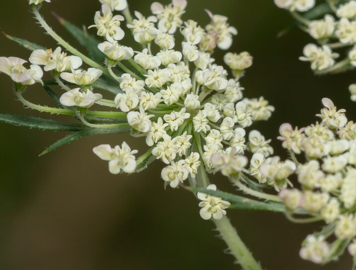 Queen Anne's Lace Seeds, Wild Carrot Seeds - (Daucus carota) - Biennial - 200+ Seeds