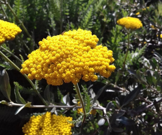 Graines d'achillée jaune, graines d'achillée millefeuille (Achillea filipendulina) - Fleur vivace - 1000+ graines