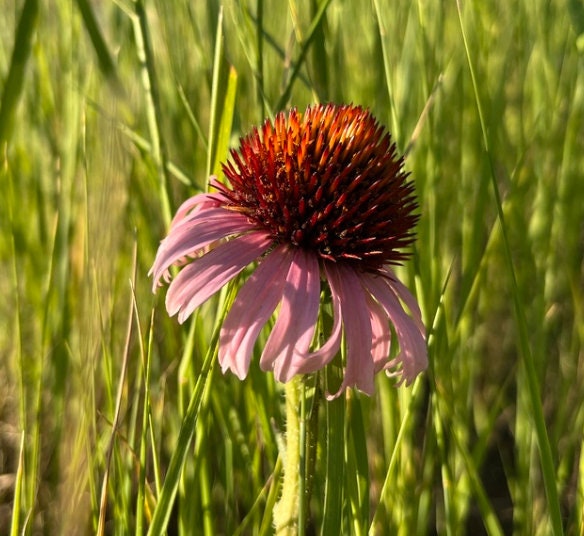 Narrow leaved Echinacea, Narrow-leaved Purple Coneflower (Echinacea angustifolia) - Native Perennial Flower - 40+ Seeds