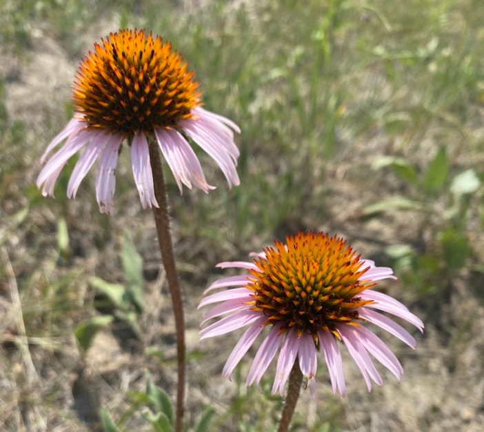 Narrow leaved Echinacea, Narrow-leaved Purple Coneflower (Echinacea angustifolia) - Native Perennial Flower - 40+ Seeds