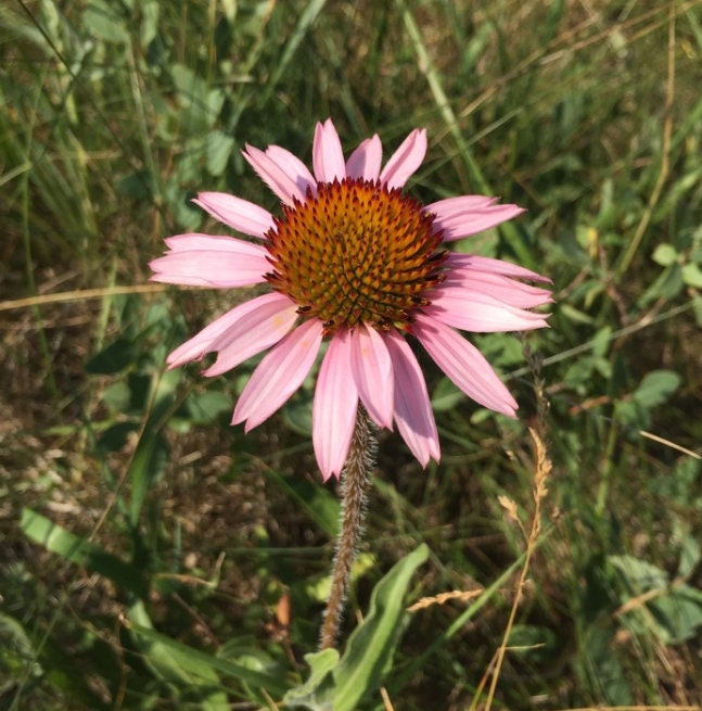 Narrow leaved Echinacea, Narrow-leaved Purple Coneflower (Echinacea angustifolia) - Native Perennial Flower - 40+ Seeds