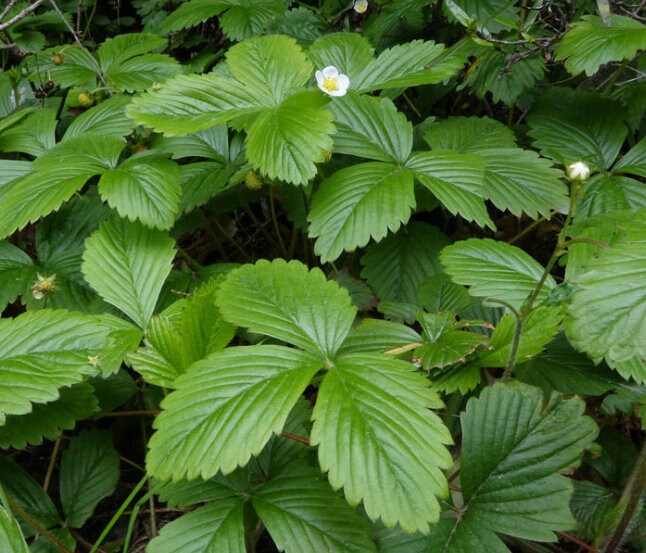 Graines de fraises sauvages, fraises des bois (Fragaria vesca) - Vivace - 100+ graines