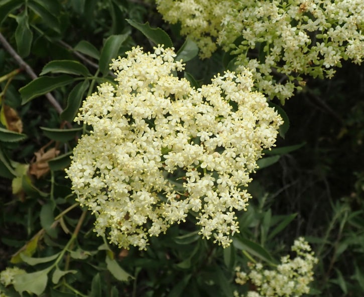 Graines de sureau bleu (Sambucus Caerulea) - Zone de rusticité 5 (-29 °C / -20 °F) - 100+ graines