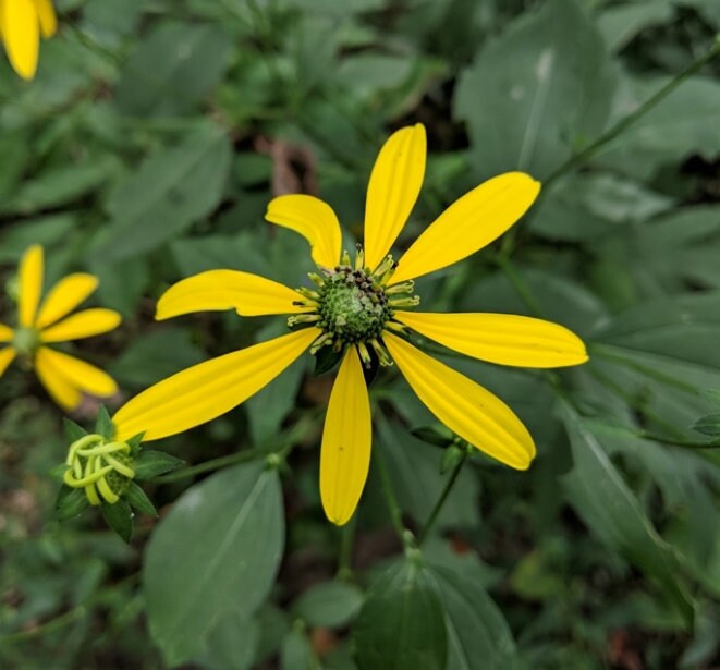 Cutleaf Coneflower (Rudbeckia laciniata) - Native Perennial Flower - 100+ Seeds