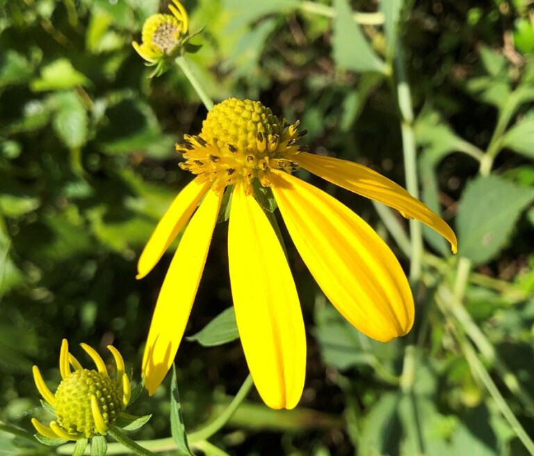 Cutleaf Coneflower (Rudbeckia laciniata) - Native Perennial Flower - 100+ Seeds