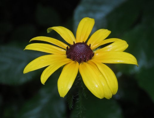 Rudbeckia hirta (Rudbeckia hirta) - Fleur sauvage bisannuelle - 40+ graines