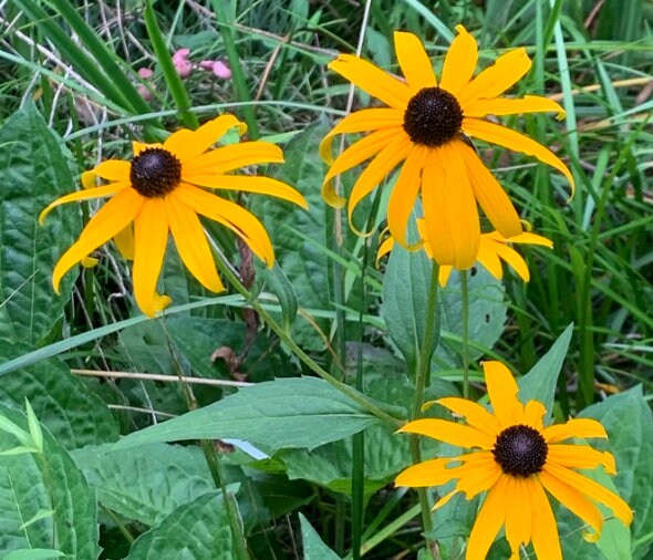 Black Eyed Susan (Rudbeckia hirta) - Biennial Wildflower - 40+ Seeds