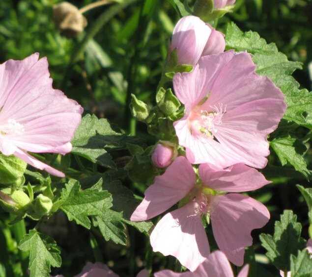 Mauve trémière, Mauve verveine (Malva alcea) - Fleur vivace - 30+ graines