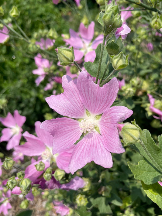 Mauve trémière, Mauve verveine (Malva alcea) - Fleur vivace - 30+ graines