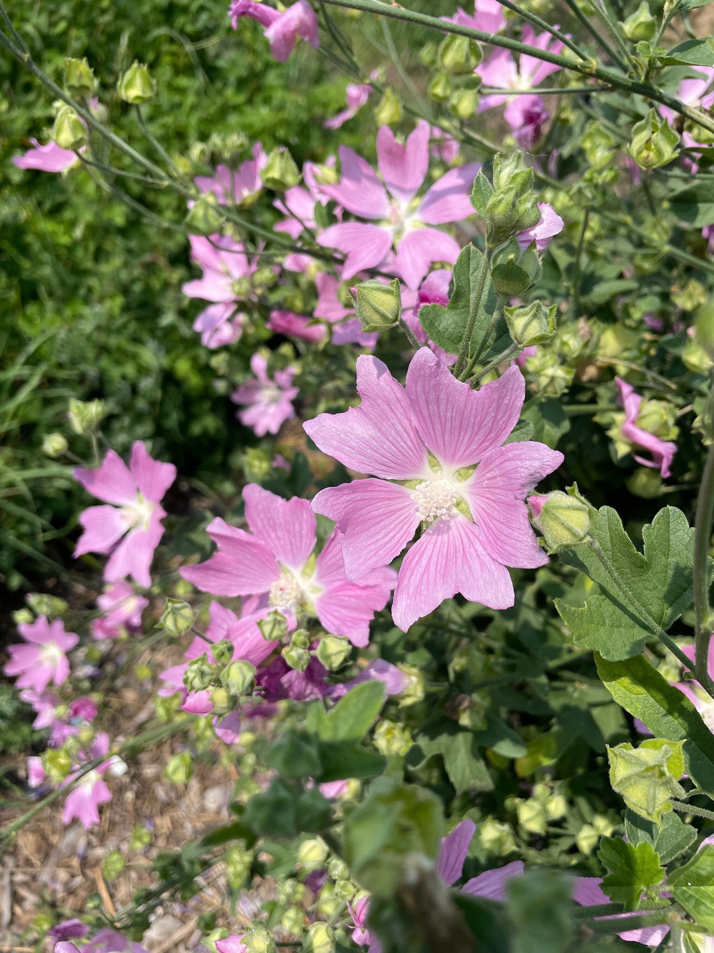 Mauve trémière, Mauve verveine (Malva alcea) - Fleur vivace - 30+ graines