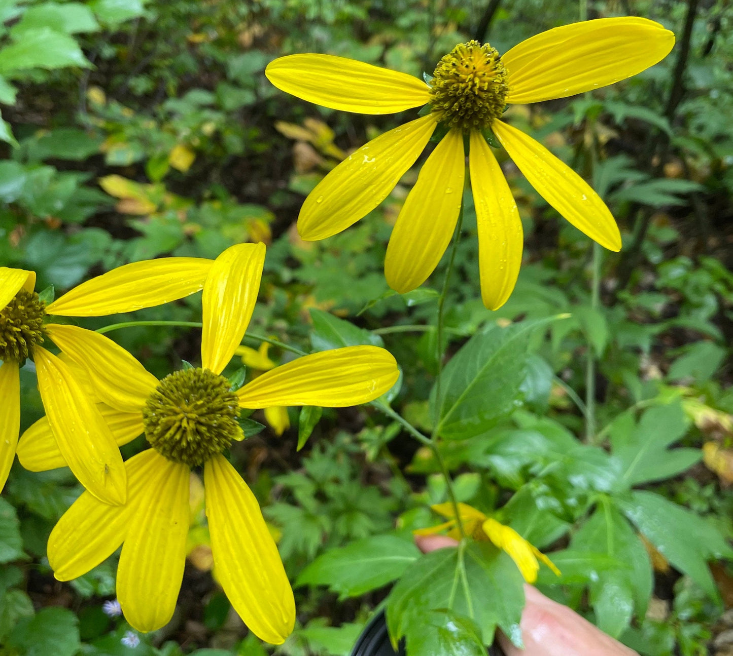 Cutleaf Coneflower (Rudbeckia laciniata) - Native Perennial Flower - 100+ Seeds