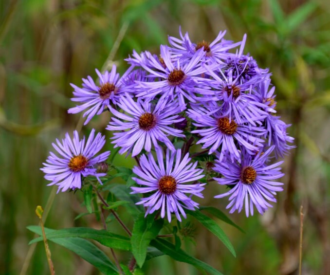 new england flower seeds New England Aster (Symphyotrichum novae-angliae)