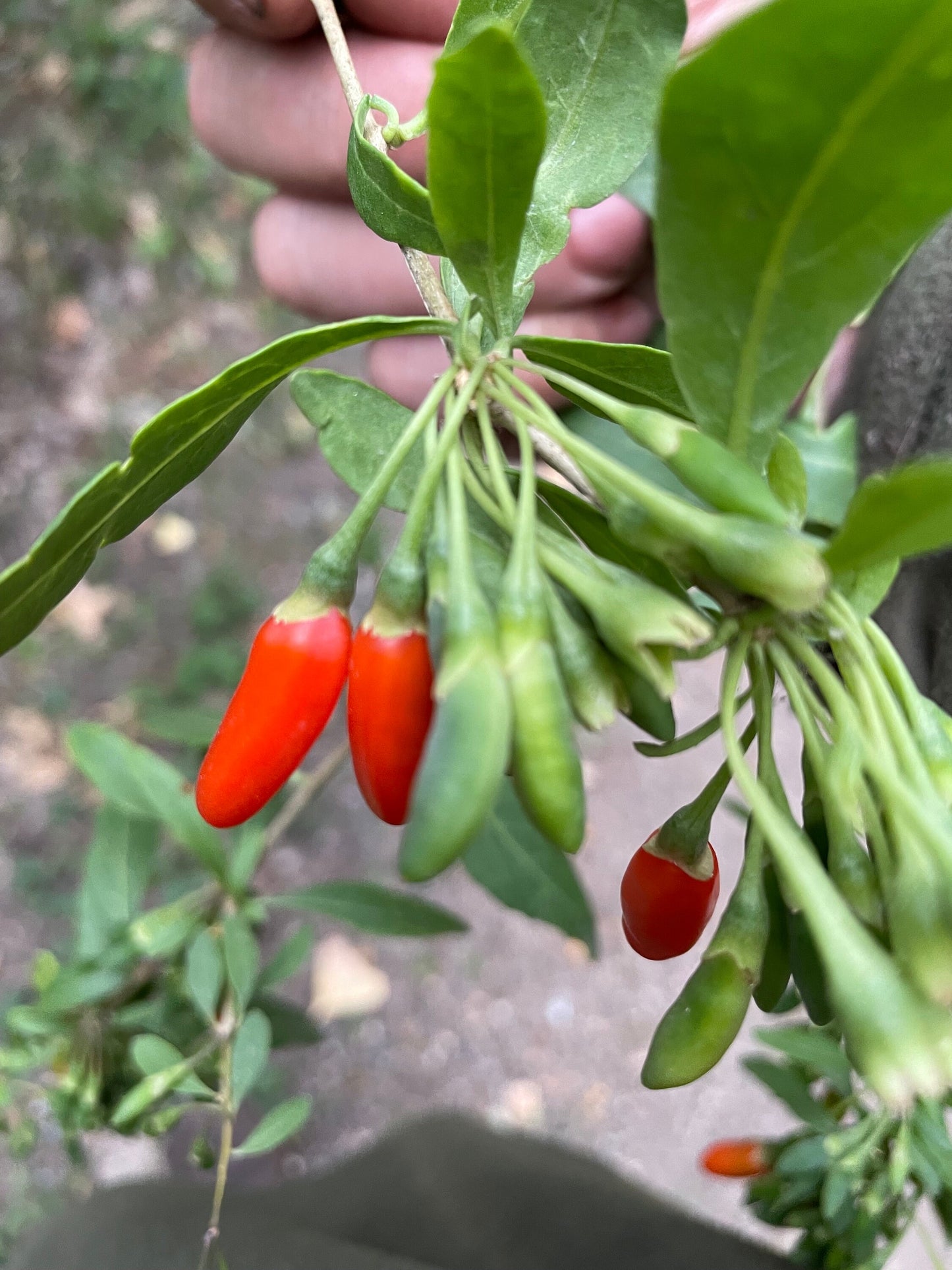 Semillas de bayas de Goji (Lycium barbarum) - Perenne - Zona 3 - Más de 30 semillas