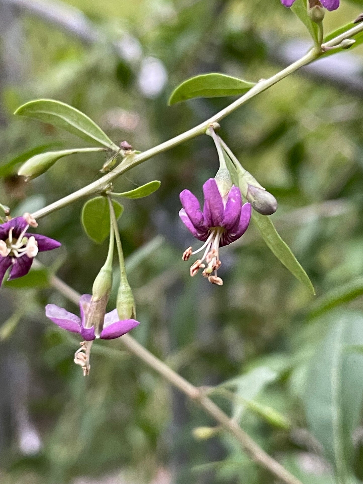 Semillas de bayas de Goji (Lycium barbarum) - Perenne - Zona 3 - Más de 30 semillas