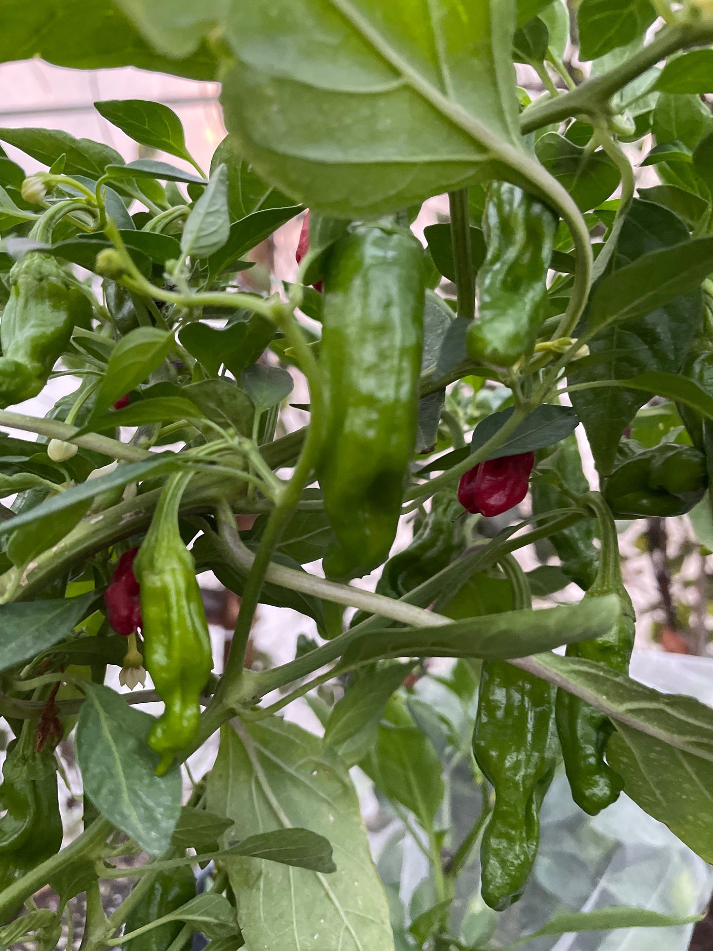Pepperoncini - Graines de poivre - Piment doux héritage - 10+ graines