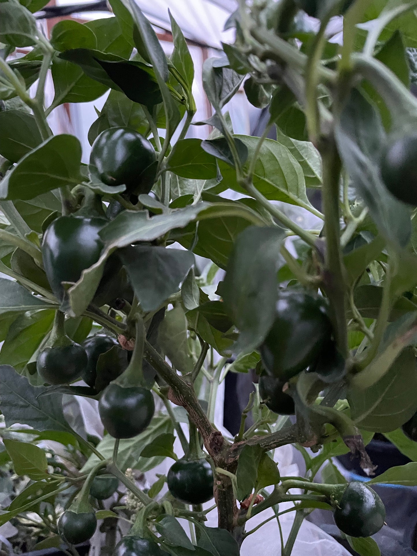 Sweet Cherry - Pepper Seeds - Heirloom Sweet Pepper - 10+ Seeds