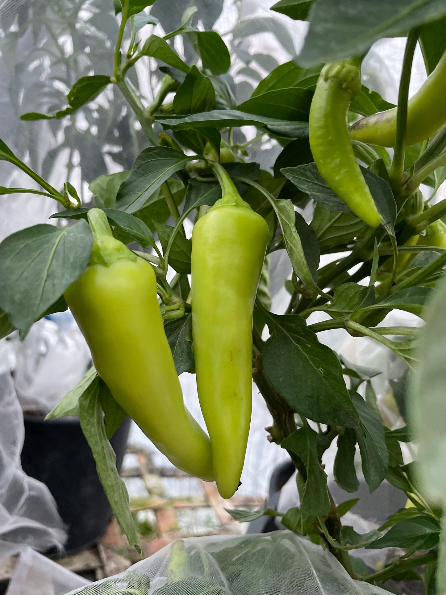 Banane douce - Graines de poivre - Piment doux héritage - 10+ graines