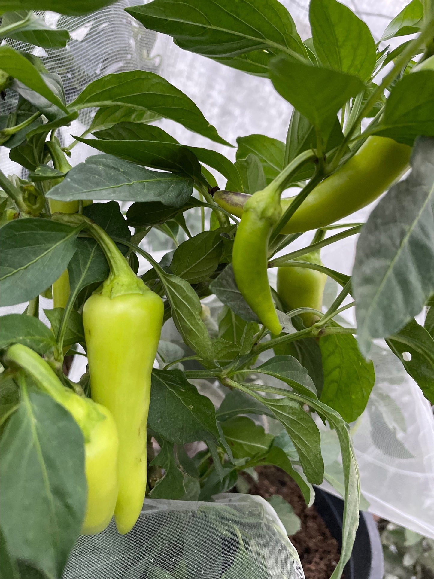 Banane douce - Graines de poivre - Piment doux héritage - 10+ graines