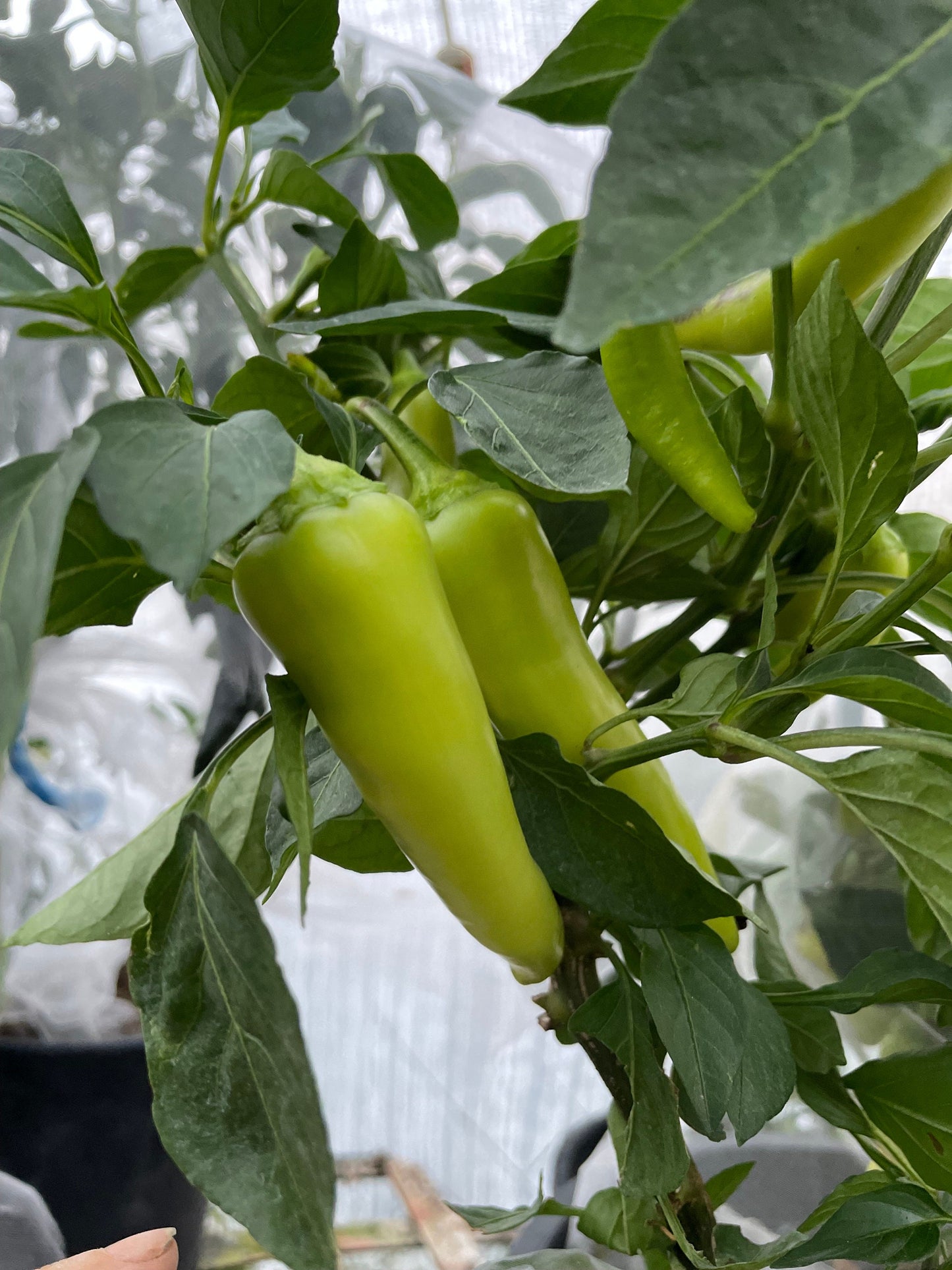 Banane douce - Graines de poivre - Piment doux héritage - 10+ graines