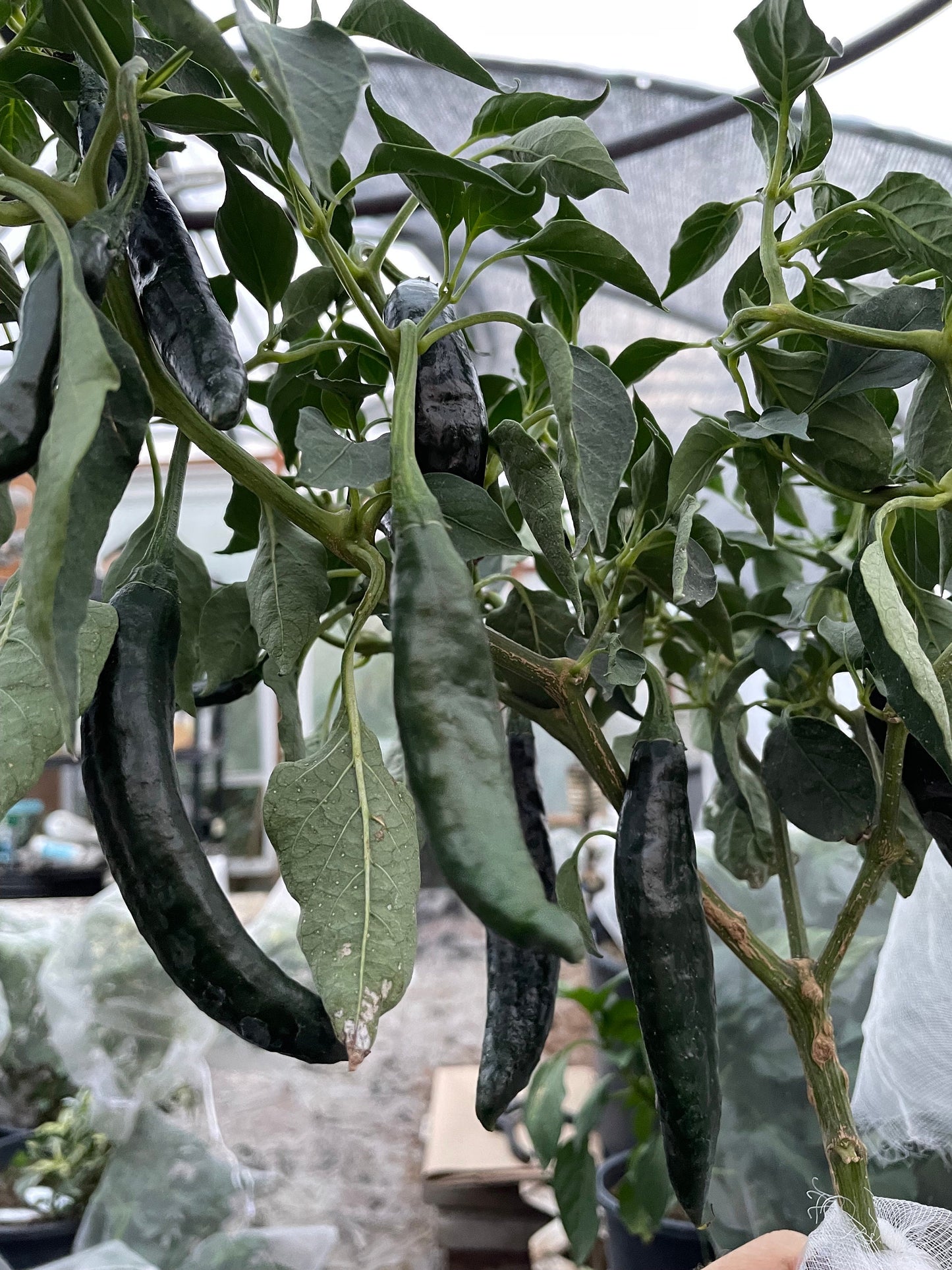 Pasilla Bajio - Graines de poivre - Piment fort du Chili - 10+ graines