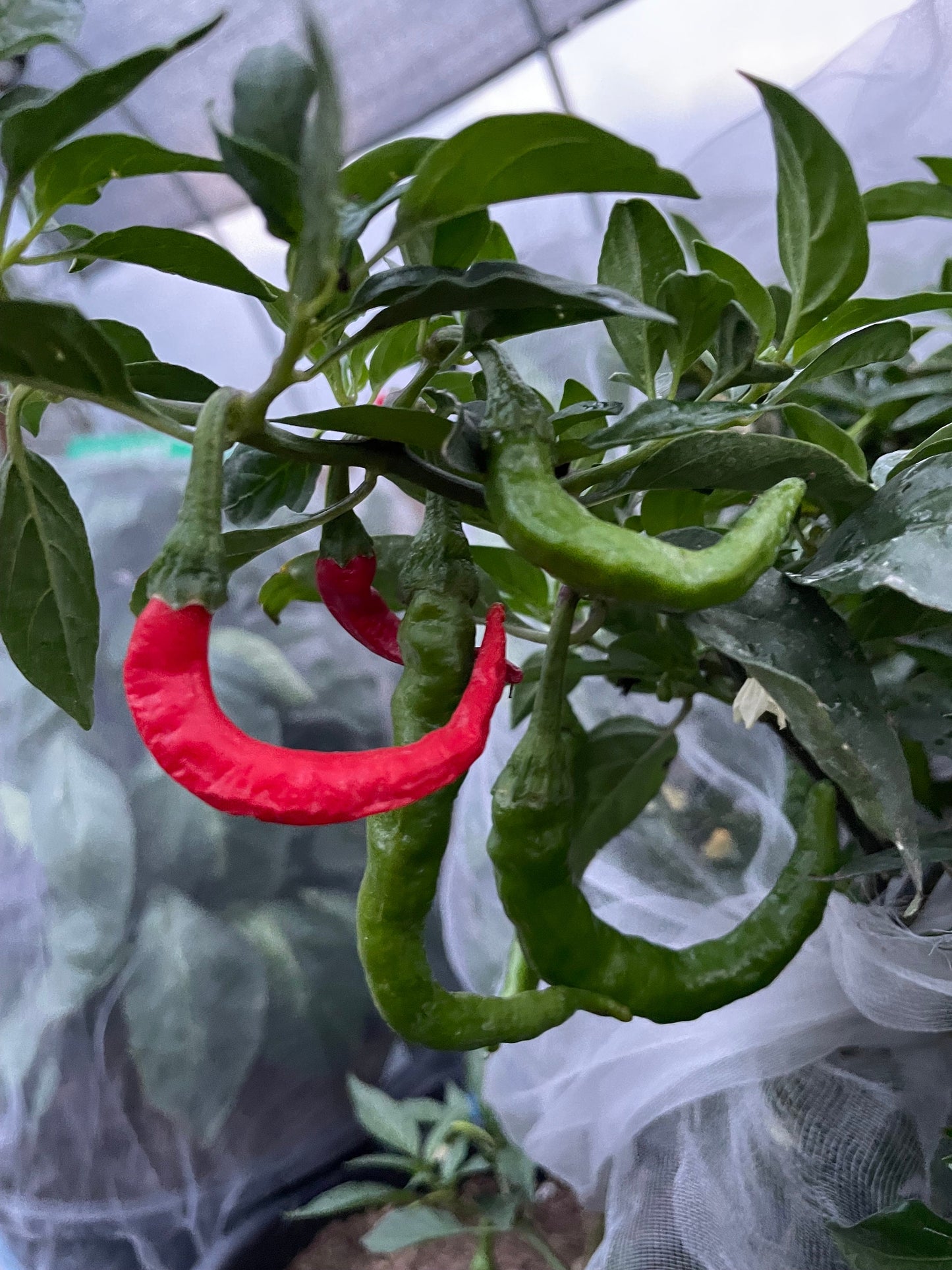 Fushimi - Pepper Seeds - Heirloom Japanese Sweet Pepper - 10+ Seeds