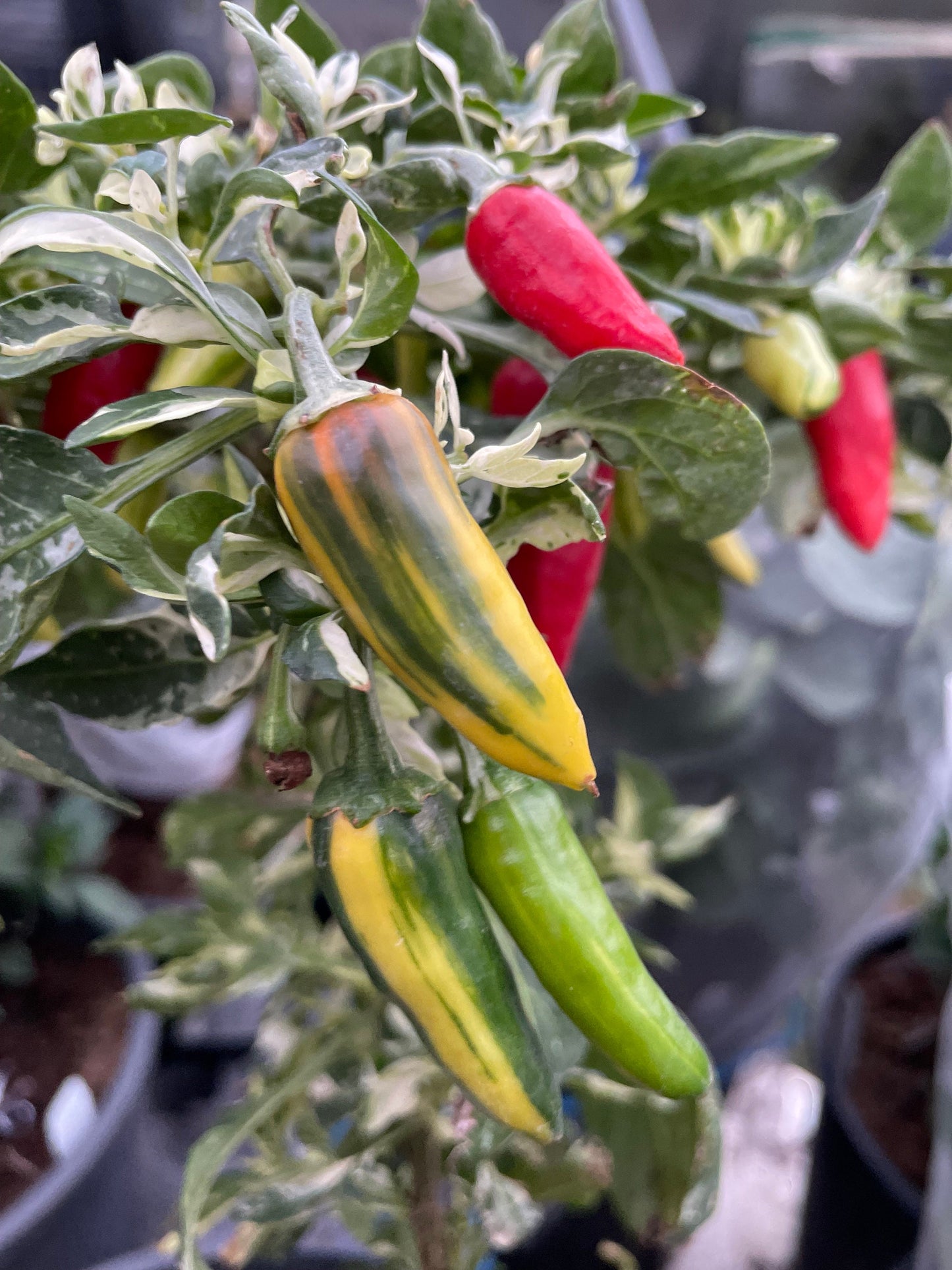 Fish - Pepper Seeds - Heirloom Hot Pepper - 10+ Seeds