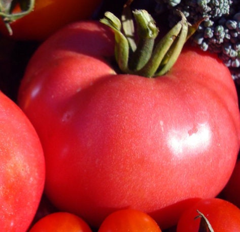 Pink Brandywine - Tomato Seeds - Heirloom Tomato - 25+ Seeds