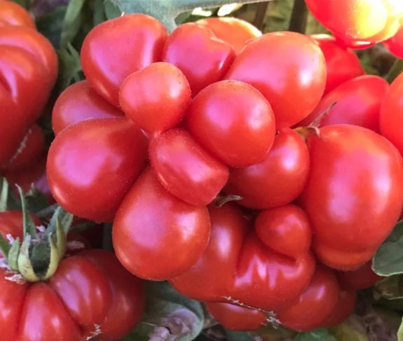 Godzilla - Graines de tomates - Tomates anciennes - 25+ graines
