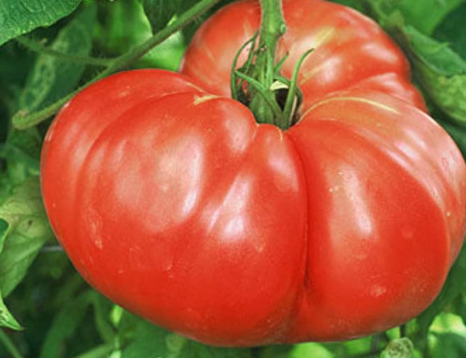 German Giant - Tomato Seeds - Heirloom Tomato - 25+ Seeds