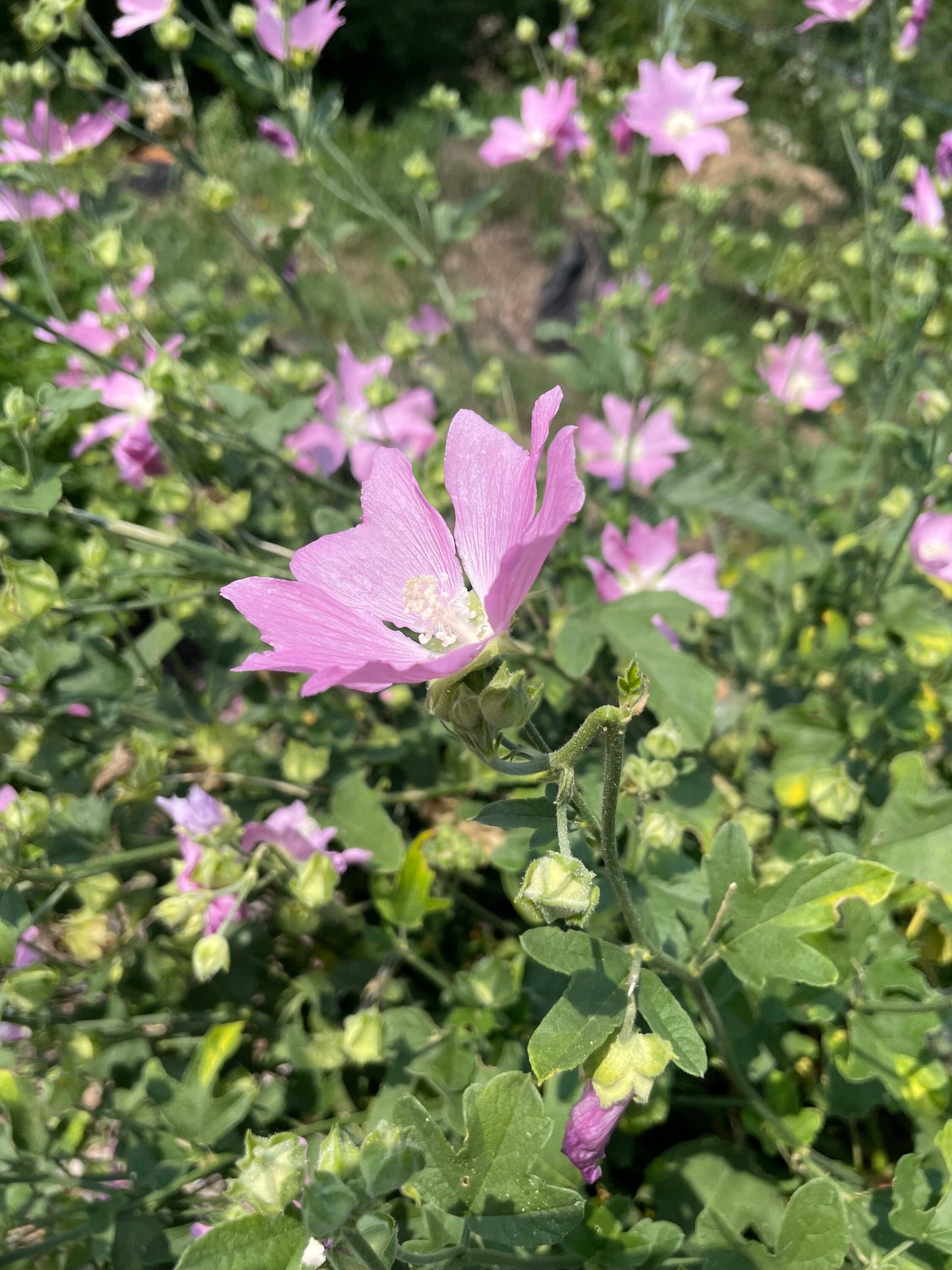 Mauve trémière, Mauve verveine (Malva alcea) - Fleur vivace - 30+ graines