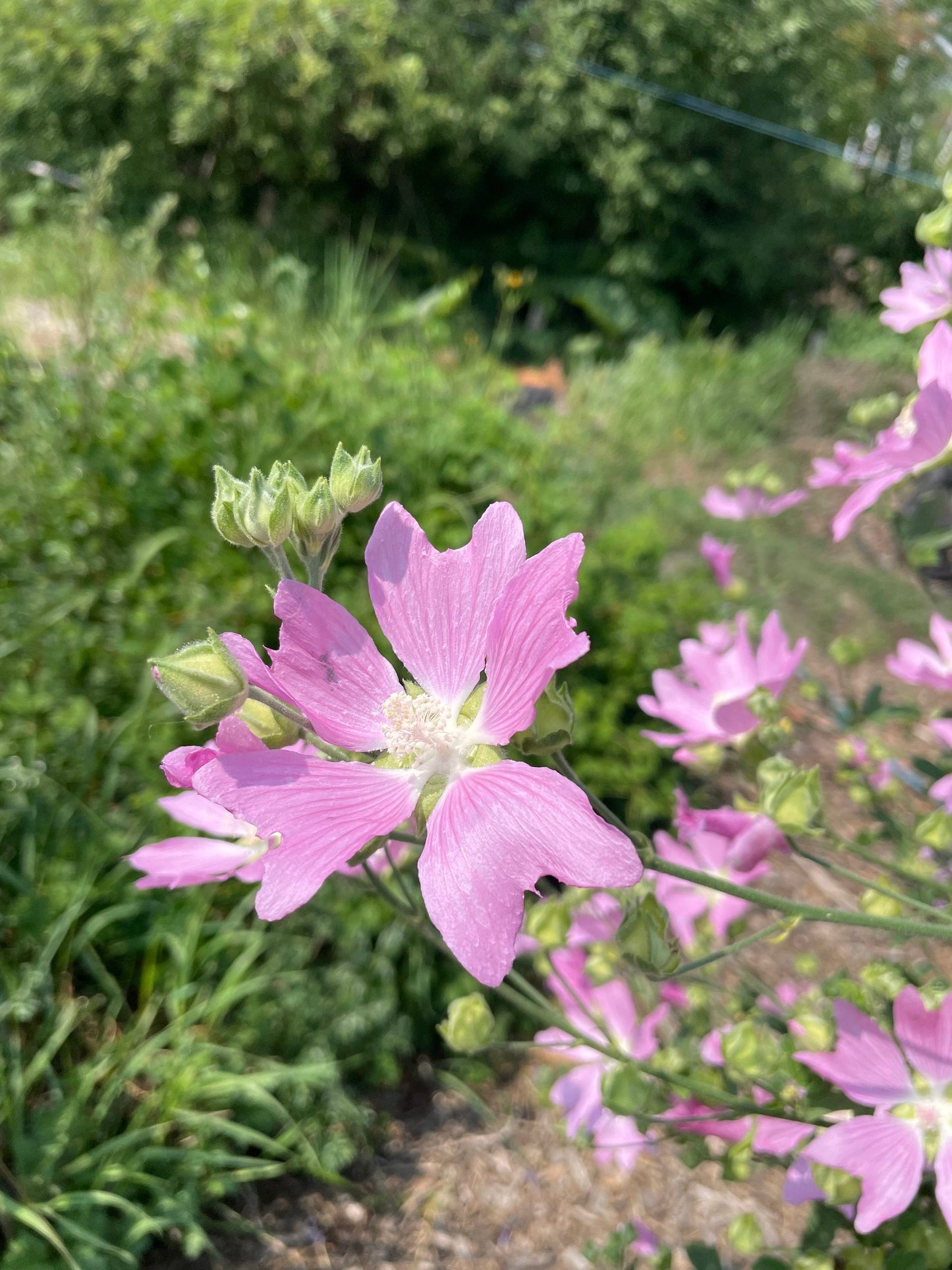 Mauve trémière, Mauve verveine (Malva alcea) - Fleur vivace - 30+ graines