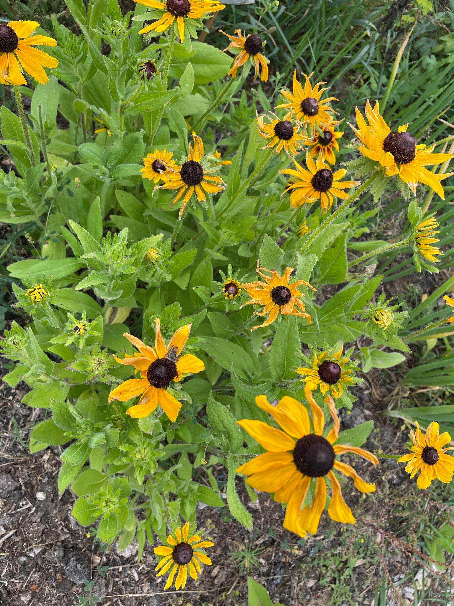 Black Eyed Susan (Rudbeckia hirta) - Biennial Wildflower - 40+ Seeds