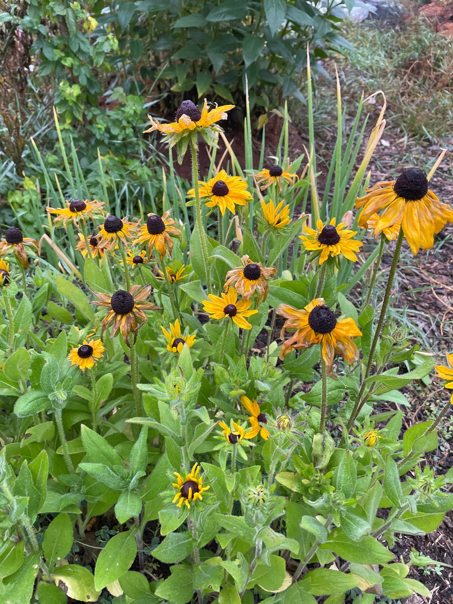Black Eyed Susan (Rudbeckia hirta) - Biennial Wildflower - 40+ Seeds