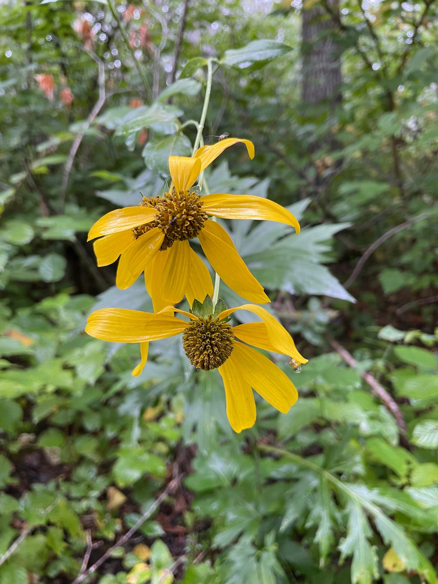 Cutleaf Coneflower (Rudbeckia laciniata) - Native Perennial Flower - 100+ Seeds