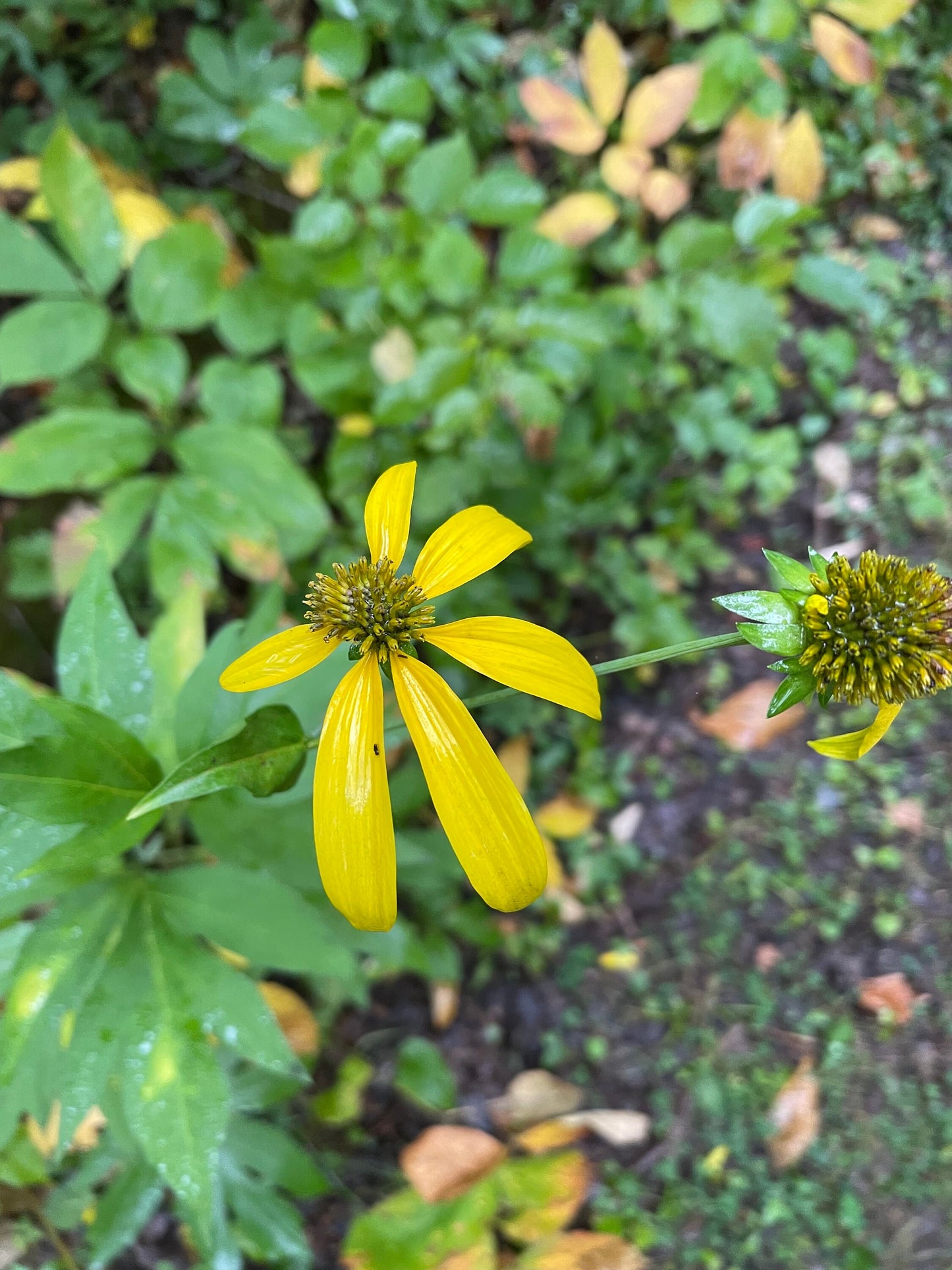Cutleaf Coneflower (Rudbeckia laciniata) - Native Perennial Flower - 100+ Seeds