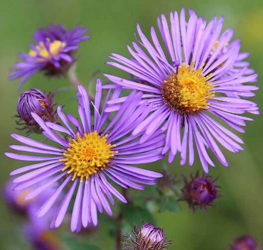 New England Aster (Symphyotrichum novae-angliae) - Native Perennial Flower - 100+ Seeds