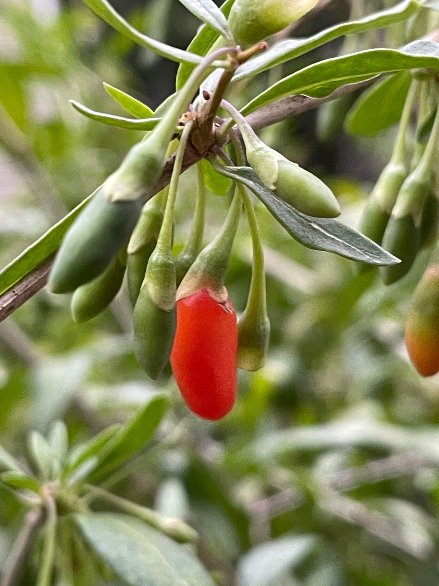 Semillas de bayas de Goji (Lycium barbarum) - Perenne - Zona 3 - Más de 30 semillas